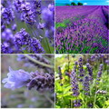 Lavandula Officinalis